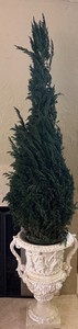 75 Artificial Topiary in Ornate Classical Urn #1