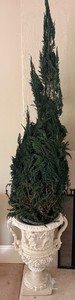 75 Artificial Topiary in Ornate Classical Urn #2