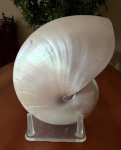 Large Nautilus Shell Specimen on Display Stand