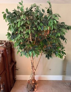 6 Ft Faux Ficus Tree With Decorative String Lights and Moss-Covered Pot