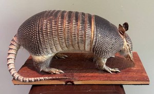 MB - Taxidermy Nine Banded Armadillo