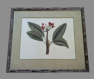 LR - Botanical Print - the Jasmine Tree Framed Tab. 185 27 X 32 in