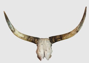 MB - Longhorn Skull Wall Decor 12 X 44 in
