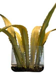 MB - Faux Aloe Vera Plant in Clear Plastic Vase