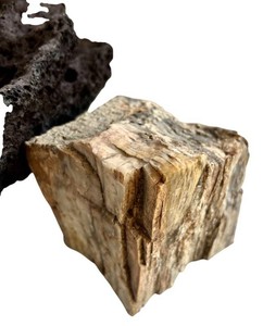 LR - Petrified Wood & Scoria Specimens - 2-Piece Mixed Lot