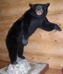 G - Taxidermy 6.5-Foot Standing Black Bear Mount on Faux Rock Base