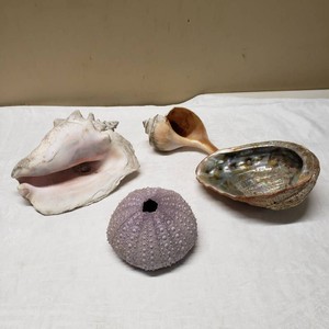 Sea shell and sea urchin collection featuring a variety of sizes and species.