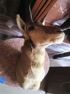 Taxidermy stuffed Pronghorn Antelop...