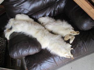 Pair of Vintage Arctic Fox fur hide...