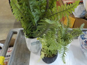 Artificial Plants in Vases