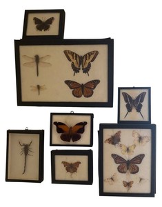 BR2 - Seven Framed Butterfly & Scorpion Entomology Displays