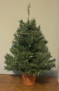 O - Faux Pine Tree in Basket