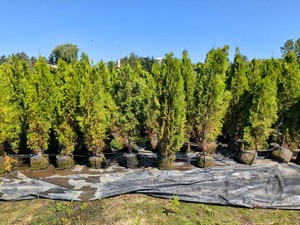 Emerald Green Arborvitae 5'-6' #3 gallon pot