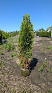 Emerald Green Arborvitae 5-6 #3 gallon pot