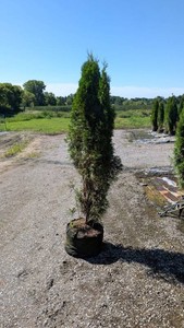 Emerald Green Arborvitae 5-6 #10 gallon pot