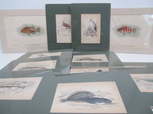 Group of Antique Colored Litho Prints of Assorted Fish&nbsp