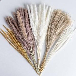 70PCS Natural Dried Pampas Grass Boho Home Decor Bouquet Phragmites Dried Flowers Bouquet for Wedding Floral Arrangements Living Room Decorations (70PCS)