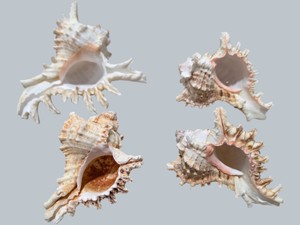 Lot of 4 Large Spiny Murex Seashells  Natural Decorative Shells