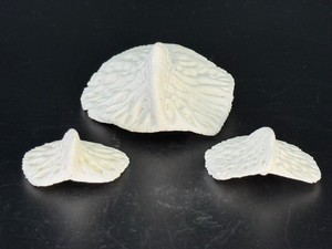 3 Prehistoric Fossil Ray Dermal Denticle Thorny Buckler Skin Bones - Rare Ancient Marine Stingray Skate Dermal Armor Specimen - Genuine Florida Pleistocene River Osteoderm Scute Fossils. (2.2 oz  63 g)