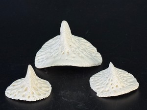 3 Prehistoric Fossil Ray Dermal Denticle Thorny Buckler Skin Bones - Rare Ancient Marine Stingray Skate Dermal Armor Specimen - Genuine Florida Pleistocene River Osteoderm Scute Fossils. (2.2 oz  63 g)