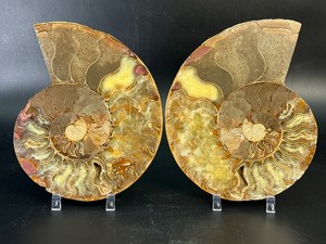 Polished Cut Ammonite Fossil Pair - Large Matching Set with Deep Calcite Crystal Geode Cavities &amp Clear Suture Lines. (2 lbs 2.5 oz  981 g)