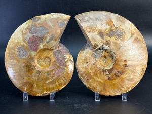 Polished Cut Ammonite Fossil Pair - Large Matching Set with Deep Calcite Crystal Geode Cavities &amp Clear Suture Lines. (2 lbs 2.5 oz  981 g)
