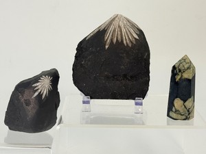 Rare Chrysanthemum Stone Set (3 Pcs) - Natural Flower Celestite Calcite Inclusions in Black Limestone Matrix, Mineral Display Point Specimen. (11.1 oz  316 g)