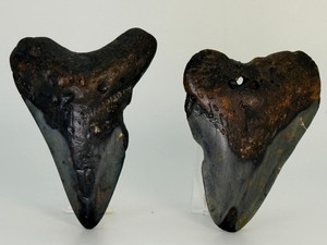Pair of Authentic Megalodon Shark Teeth Fossils - Genuine South Carolina Prehistoric Marine Specimens. (5.5 oz  156 g)