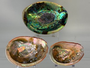 3 Gorgeous Rainbow Abalone Shells Lot - Radiant Mother of Pearl Paua Specimen Set for Smudging Decor.(8.3 oz  236 g)