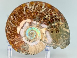 &nbspIridescent Cleoniceras Ammonite Fossil Specimen Featuring Complex Fractal Suture Lines. (1 lb 6.3 oz  635 g)