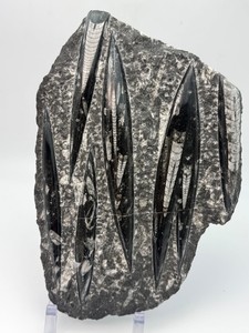 Stunning Polished Orthoceras Fossil Plate  400M Year Old Moroccan Nautiloid Cephalopod Matrix Specimen Display Piece. (4 lbs 12.9 oz  2 kg 181 g)