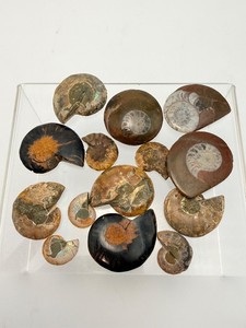Polished Madagascar Ammonite Fossil Collection - 14-Piece Cretaceous Lot. (2.9 oz  85 g)