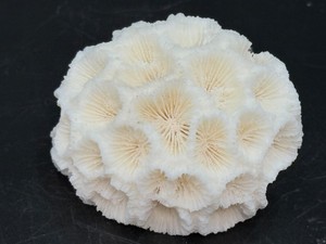 Exquisite Natural White Brain Coral Skeleton Fossil  Intricate Honeycomb Calices Nautical Coastal Aquarium Specimen. (1.5 oz  44 g)