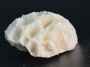 Exquisite Natural White Brain Coral Skeleton Fossil  Intricate Honeycomb Calices Nautical Coastal Aquarium Specimen. (1.5 oz  44 g)