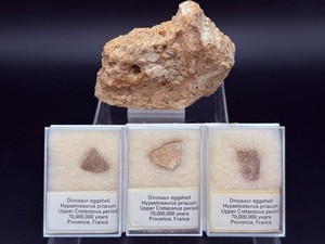70 Million Year Old Prehistoric Fossil Set Raw Sauropod Bone Chunk &amp 3 Displayed Hypselosaurus Eggshells. (5.6 oz  161 g)