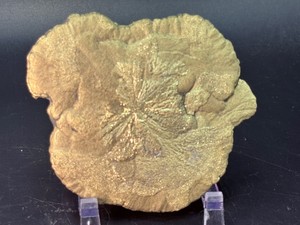  Rare Natural Pyrite Sun Specimen  Authentic Sparta, Illinois Miners Dollar  (6.3 oz  180 g)