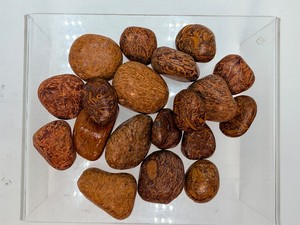 Natural Polished Elephant Skin Fossil Jasper (Miriam  Coquina Stone) - Highly Intricate Script Patterns (7.4 oz  211 g)