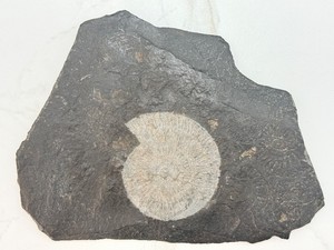 175M Year Old Jurassic Dactylioceras Ammonite Fossil on Slate Matrix - Authentic Vintage Specimen Featuring an Original Typewritten German Text Label - Holzmaden, Germany Fine