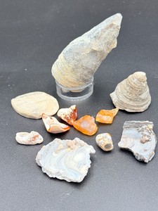 Devonian Fossil &amp Lake Superior Agate Lot - Horn Coral, Druzy Shells, Eye Agate (7.6 oz  217 g)