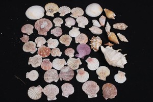 Mixed Seashell Collection - Scallop & Gastropod Shells