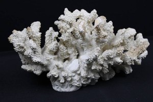 Kohls Coastal Coral Decorative Sculpture 12 x 7