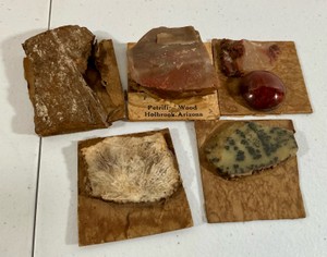Vintage rock & mineral specimen collection with 5 pieces including petrified wood