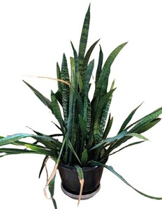 SR - Snake Plant - Large Potted Houseplant