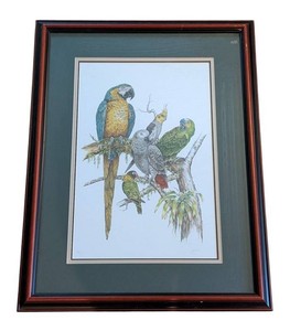 Signed Bird Print - J Wilson Parrots Framed Edition 60500
