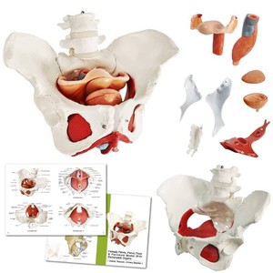 $60 Female Pelvic Muscle Model, Human Anatomy Perineum Model, 11 Life Size  Benilev Female Anatomy Pelvic Model, Suitable For Anatomy Study, Education And Teaching Demonstration, With Detachable Pelvic