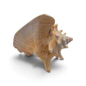 natural Queen Conch shell