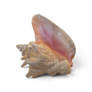 natural Queen Conch shell