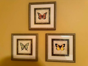 3 Framed Butterfly Prints