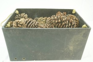 large box of pine cones 12 x 18 x 10
