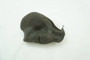 Mineralized Fossil bone section from ice age Woolly Mammoth